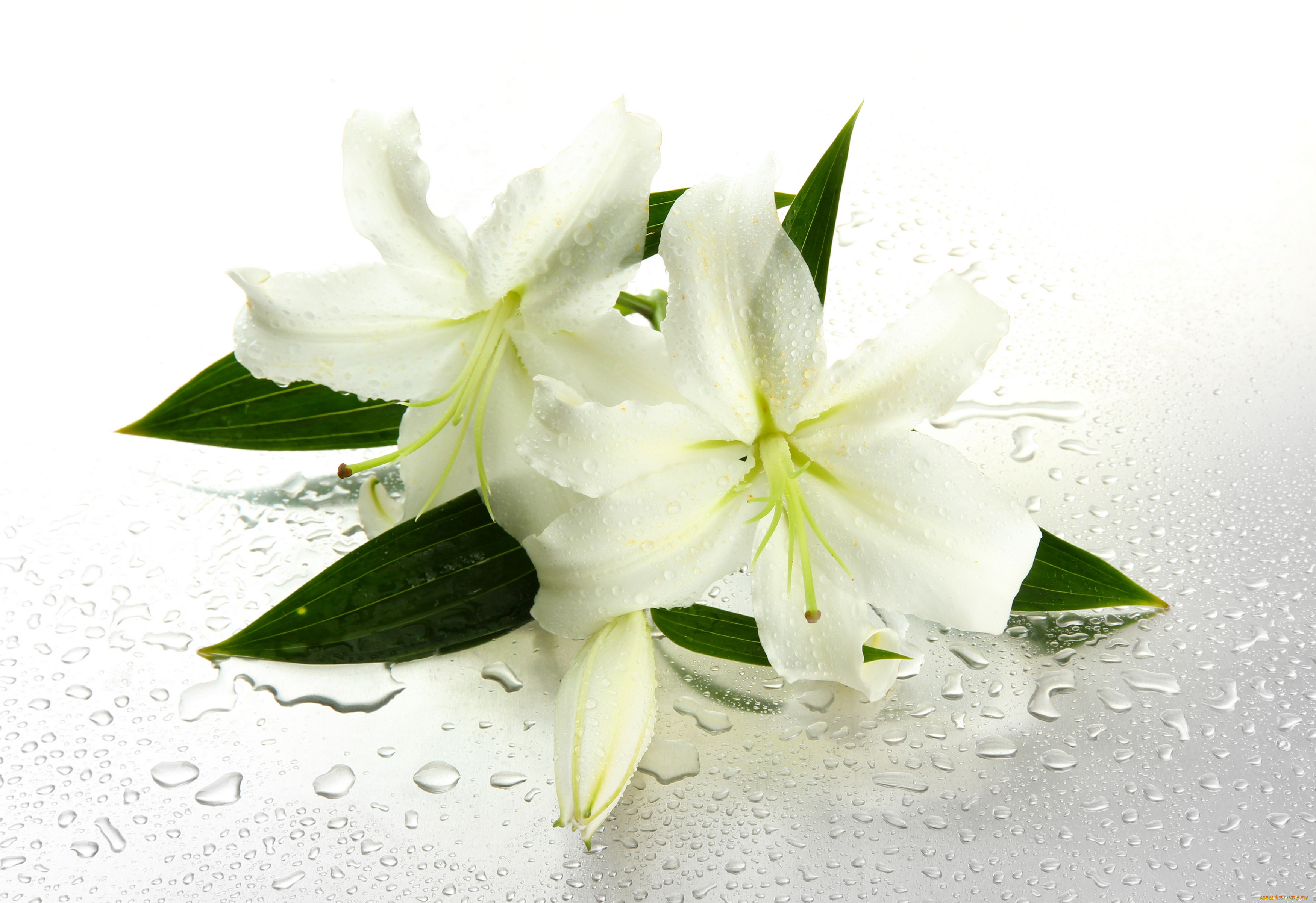 , ,  , , , water, , , drops, leaves, lilies, flowers